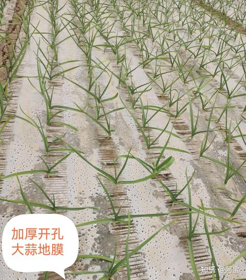 Garlic membrane cultivation techniques