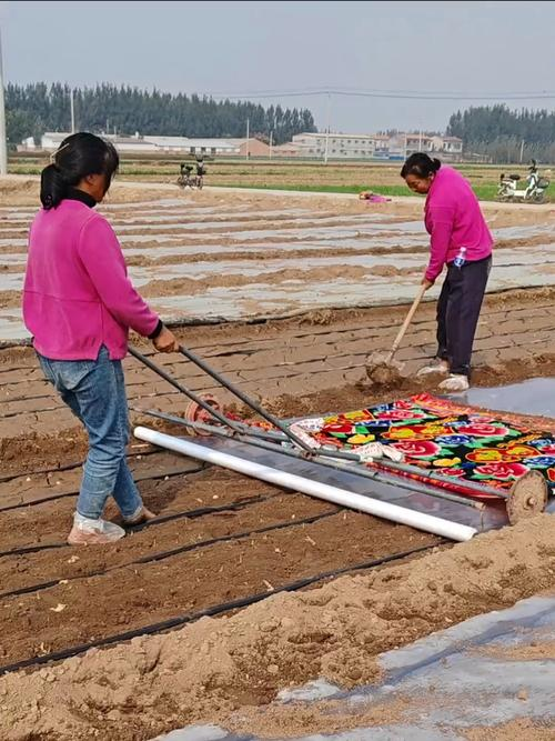 Garlic membrane cultivation techniques