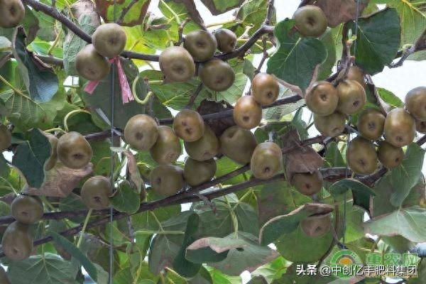 How the monkeys grow