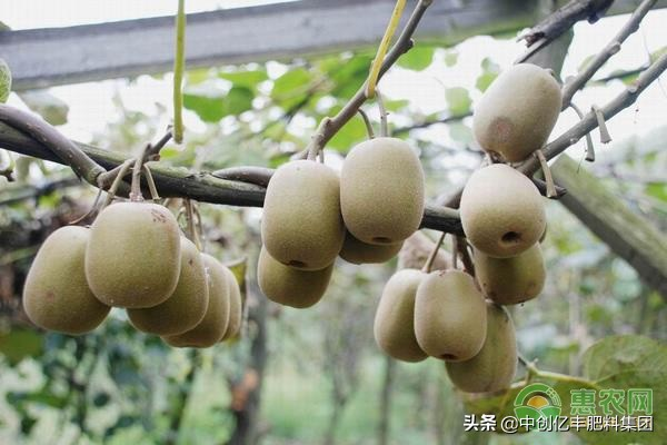 How the monkeys grow