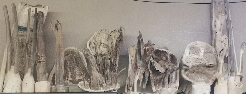 沉香树种植技术