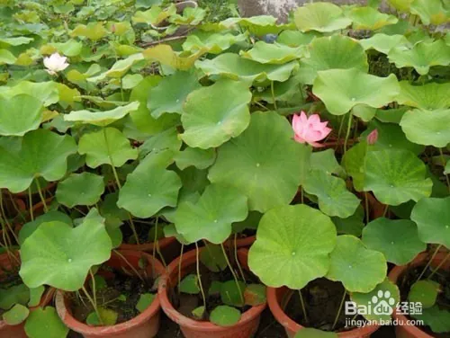 Plantation plant-load seed farming methods