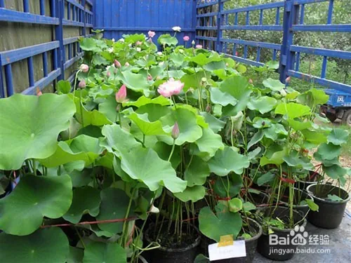 Plantation plant-load seed farming methods