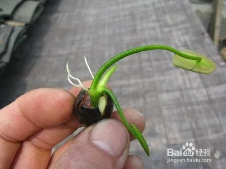 Plantation plant-load seed farming methods