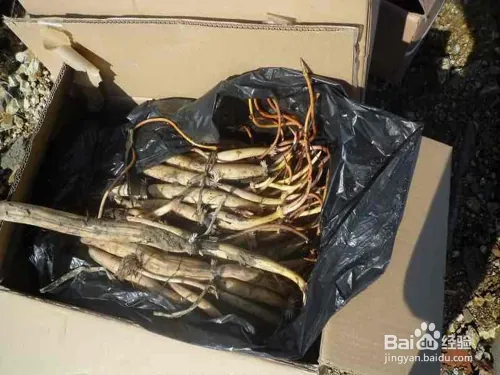 Plantation plant-load seed farming methods