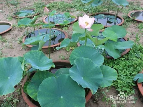 Plantation plant-load seed farming methods