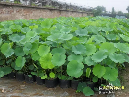 Plantation plant-load seed farming methods