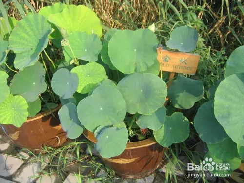 Plantation plant-load seed farming methods