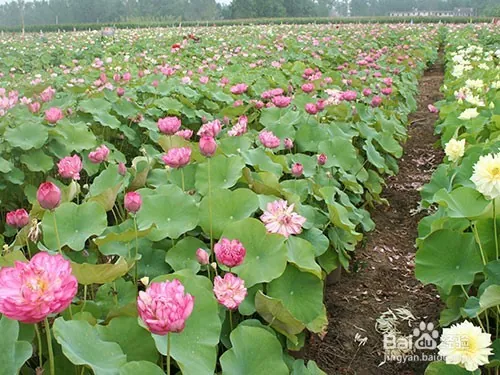 Plantation plant-load seed farming methods