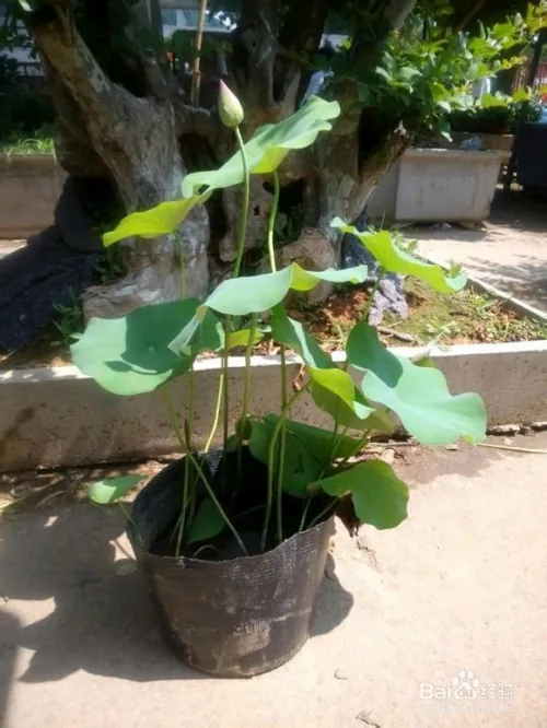 Plantation plant-load seed farming methods