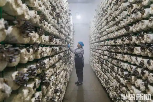 平菇的家庭种植方法