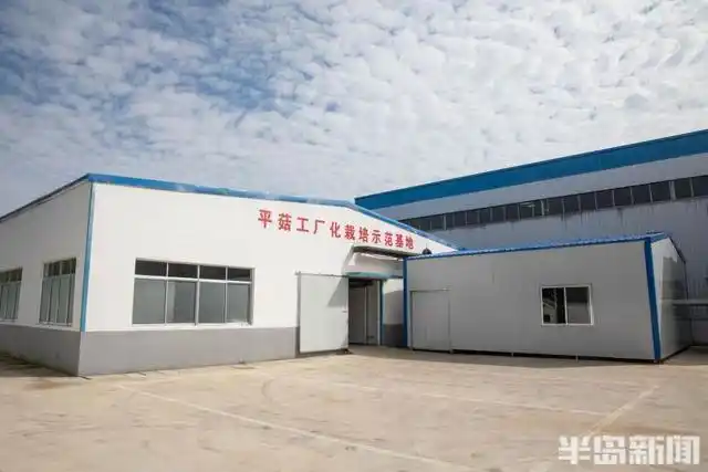 平菇的家庭种植方法