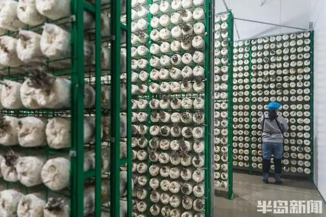 平菇的家庭种植方法