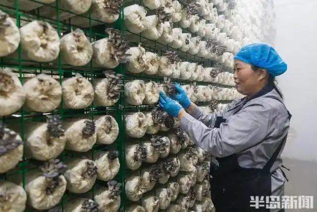 平菇的家庭种植方法