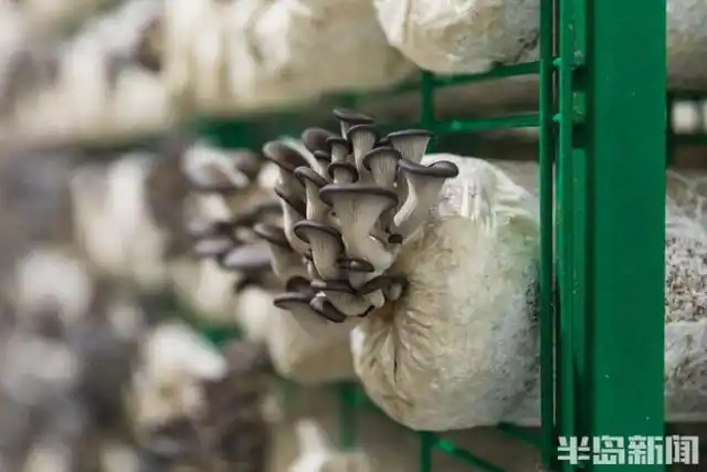 平菇的家庭种植方法