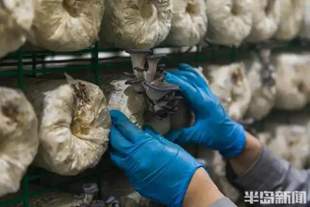 平菇的家庭种植方法