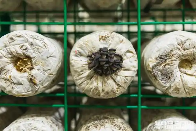 平菇的家庭种植方法