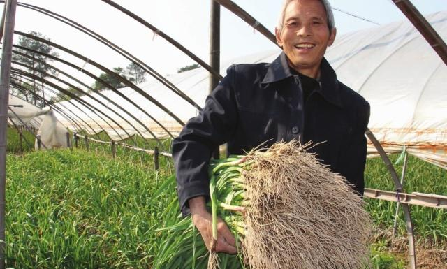 Garlic farming in the shed