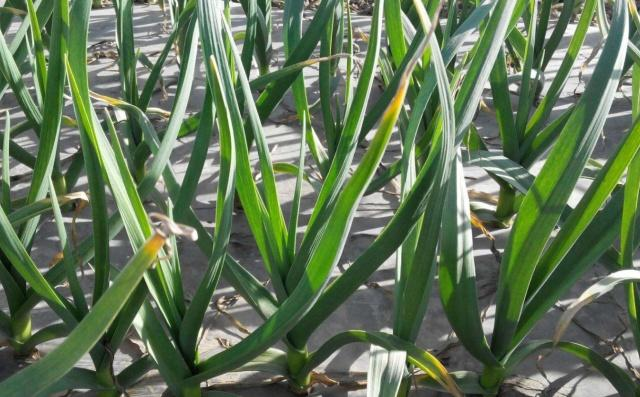 Garlic farming in the shed