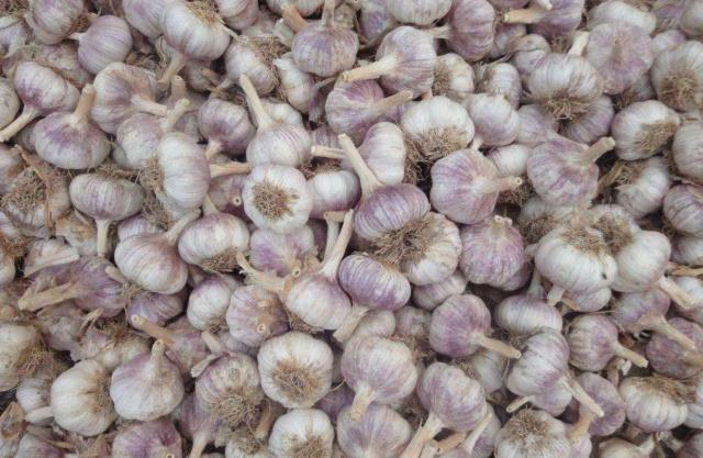 Garlic farming in the shed