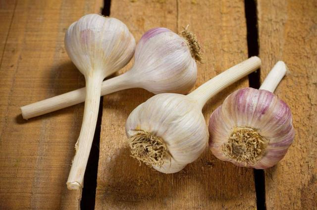 Garlic farming in the shed