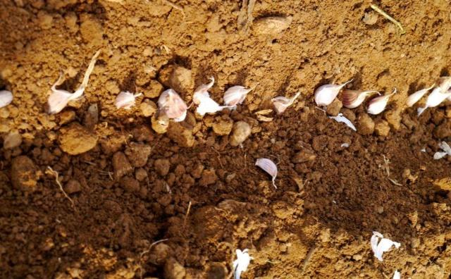 Garlic farming in the shed