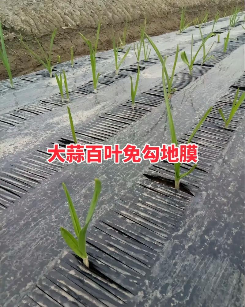 Garlic membrane cultivation techniques