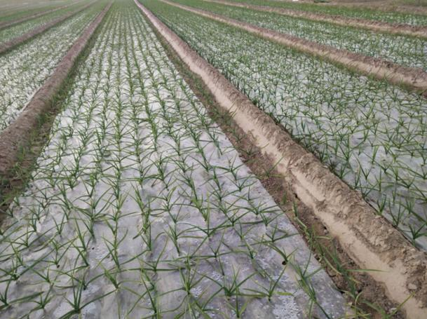 Garlic membrane cultivation techniques
