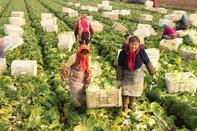 Autumn cabbage planting technology video