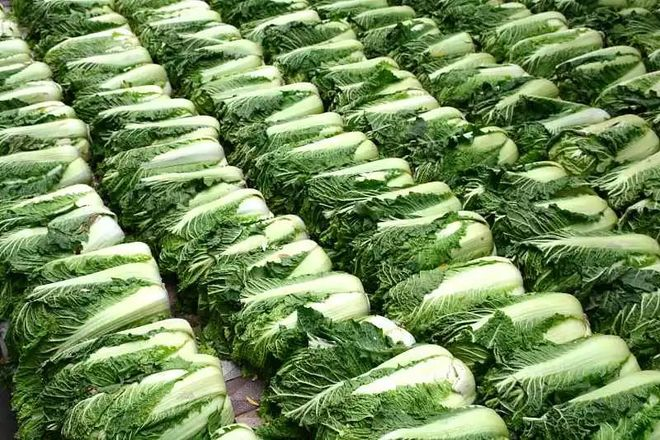 Autumn cabbage planting technology video