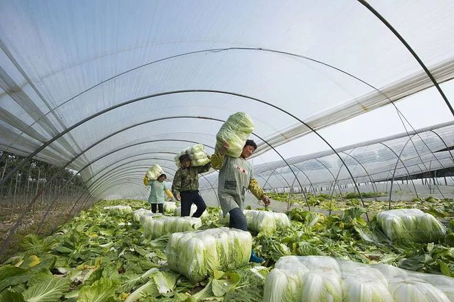 Autumn cabbage planting technology video