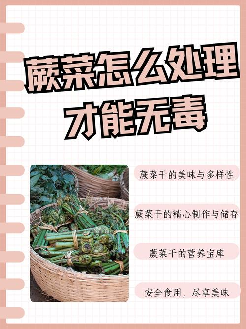 清凉爽口典型的绿色食品-蕨菜+课件-高一下学期劳动技术