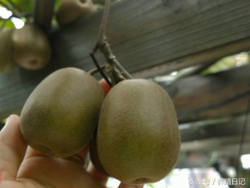 How the monkeys grow