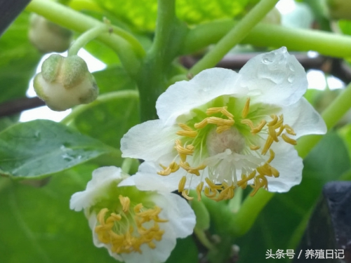 How the monkeys grow