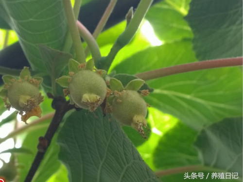 How the monkeys grow