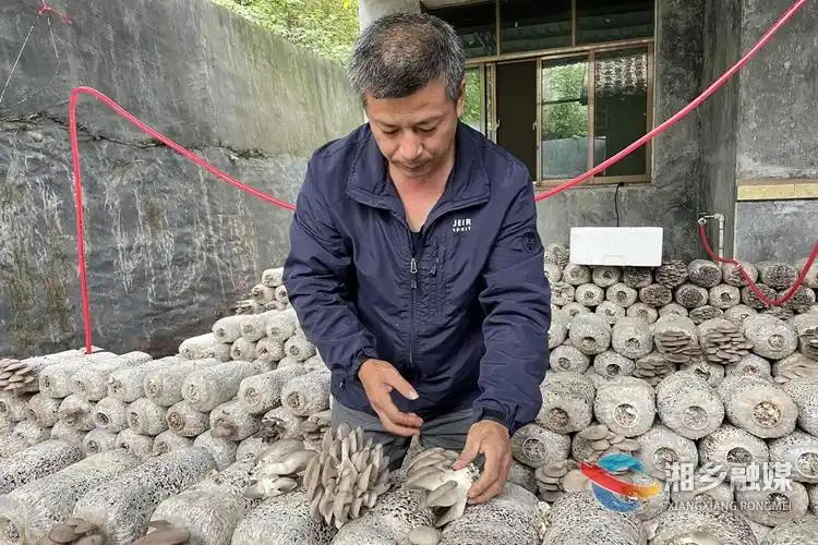 平菇的家庭种植方法