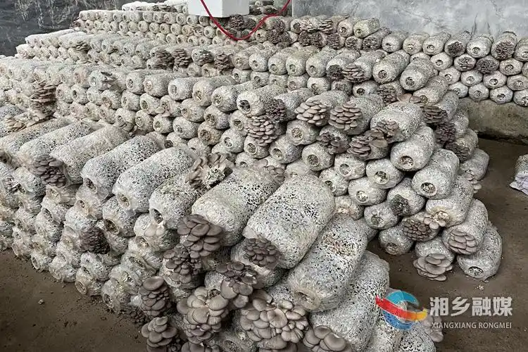 平菇的家庭种植方法