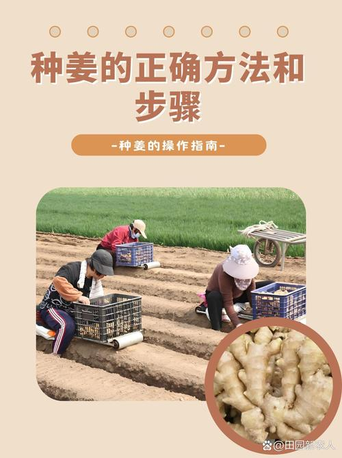 Ginger growing skills