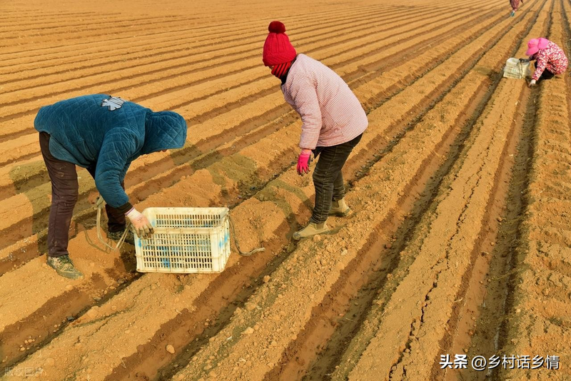 Potato growing technology in shandong