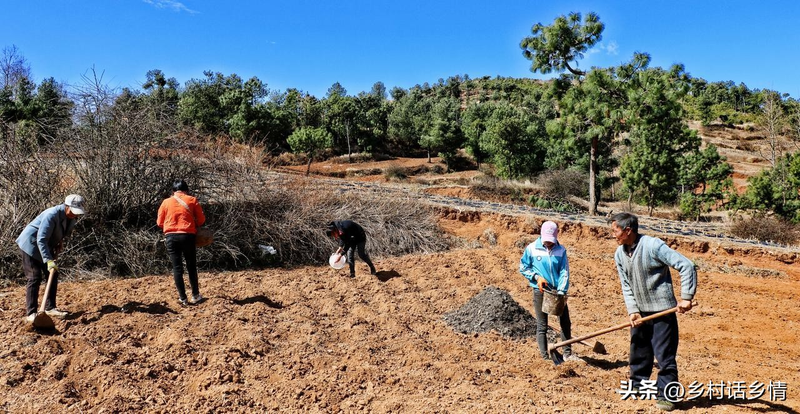 Potato growing technology in shandong