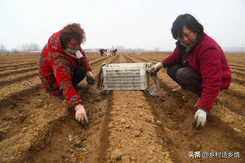 Potato growing technology in shandong