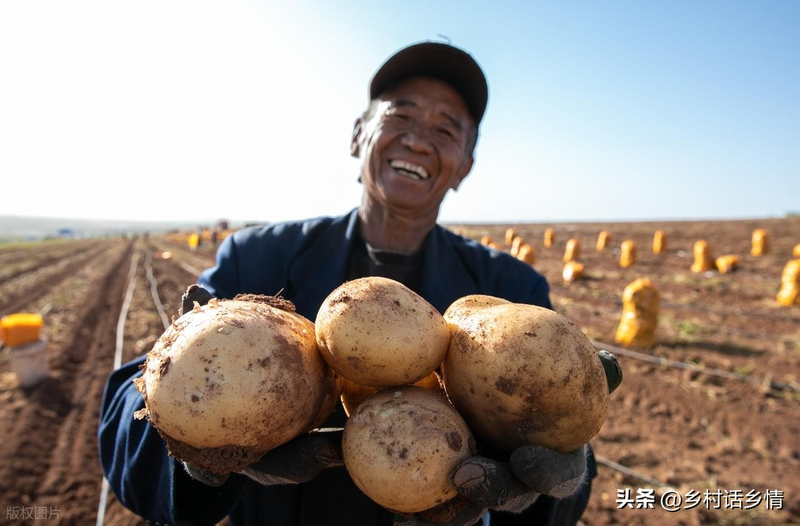 Potato growing technology in shandong