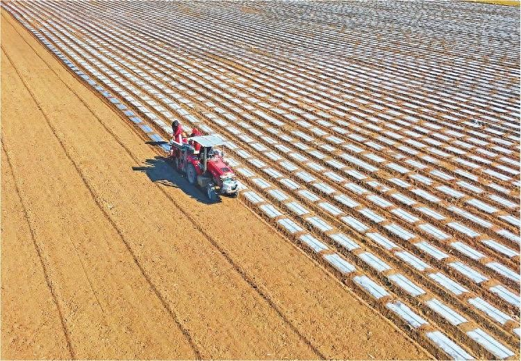 Potato growing technology in shandong