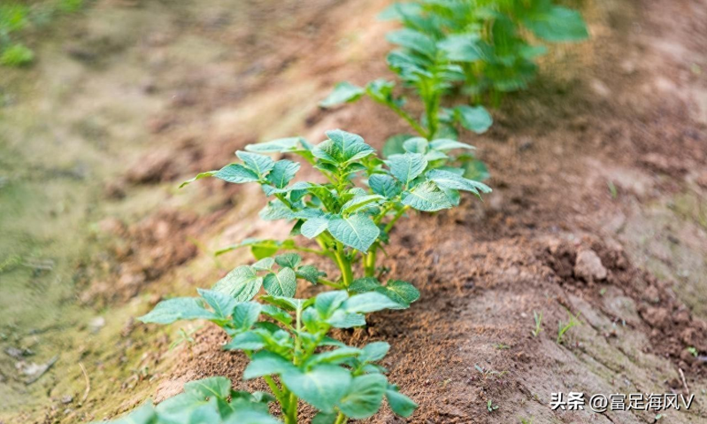 Potato growing technology in shandong