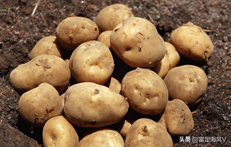 Potato growing technology in shandong