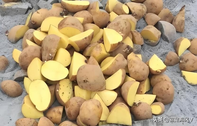 Potato growing technology in shandong