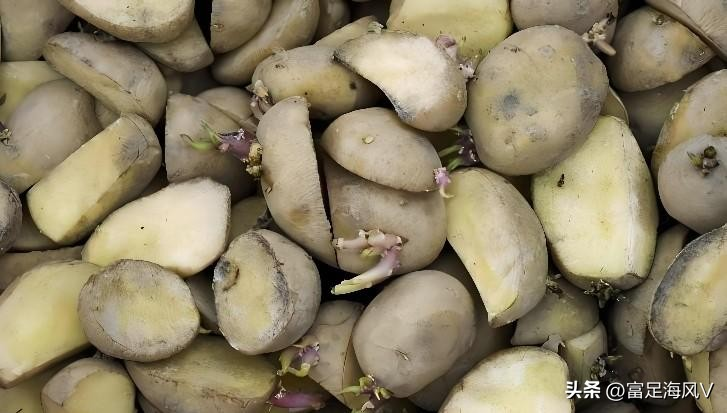 Potato growing technology in shandong