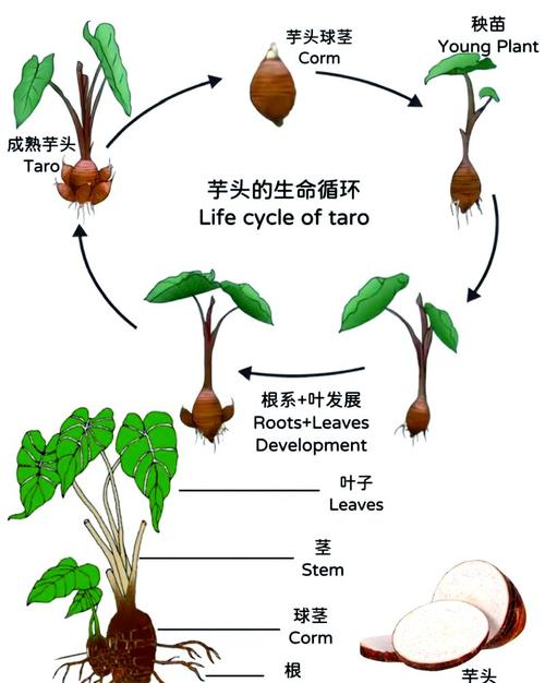 Potato growing techniques