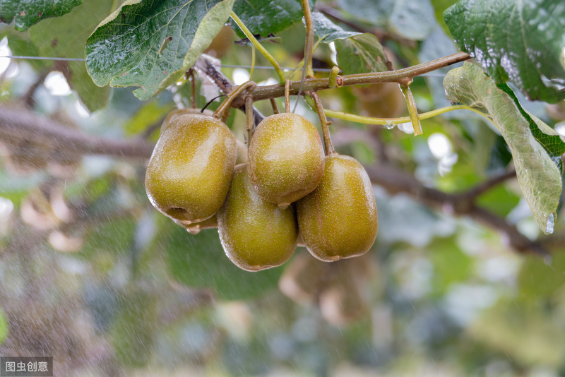 How the monkeys grow