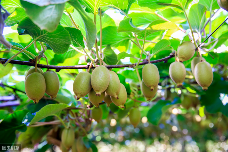 How the monkeys grow